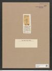 Navicula succinota A.Schm. (de-Toni-Nr.: Genus 1, Species 222) Zeichnungen Sammlung Grunow Nr. 553 (NHMW-BOT-W0366904)